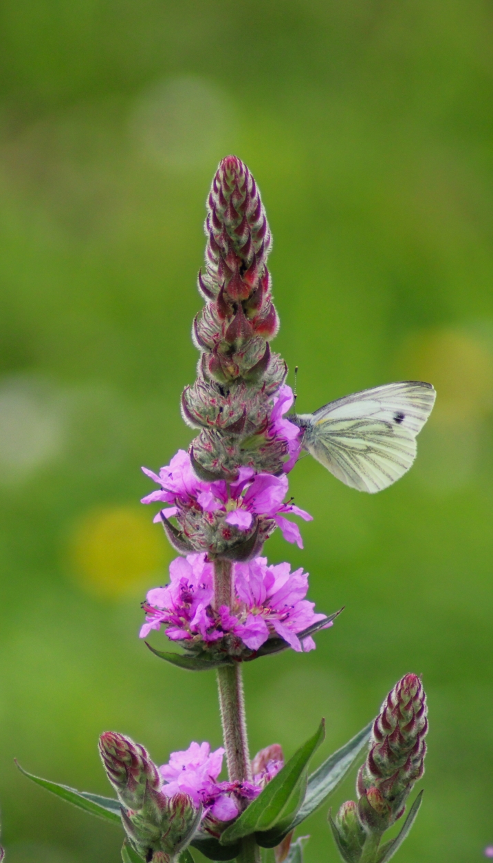A butterfly on a pink flower